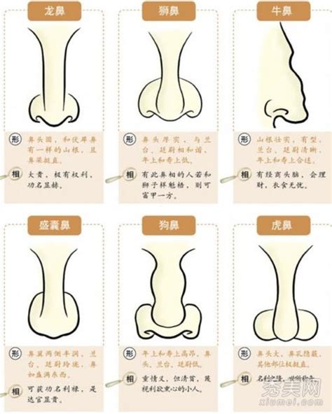 不露鼻孔 面相|鼻子面相图解